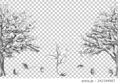 A pencil drawing of an old oak tree, a young sprout, and acorns in a seamless border. Illustration for books, postcards, eco-parks, branding, craft beer label designs, and eco-hotel logos. A pencil drawing of an old oak tree, a young sprout, and acorns in a seamless border. Illustration for books, postcards, eco-parks, branding, craft beer label designs, and eco-hotel logos. 142194987