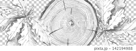A pencil drawing of an oak tree cross-section, decorated with oak leaves, in a rectangular frame. Suitable for website banners, design, creating textures for natural cosmetics, decorating gift boxes. 142194988