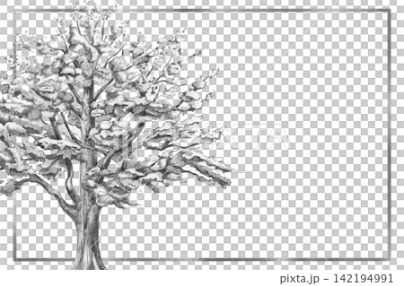 A pencil drawing of an old oak tree with a spreading crown in a rectangular frame. The illustration is suitable for books, postcards, eco-parks, branding, craft beer label designs, eco-hotel logos. 142194991