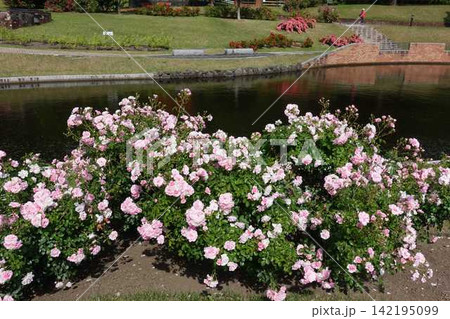満開のバラ 薔薇 ばら 東沢バラ公園 満開のバラ 薔薇 ばら 東沢バラ公園 142195099