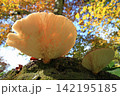 紅葉の下で逆光に透けるヒラタケ 142195185