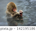 温泉で自分の足を見つめるニホンザルの子 142195186