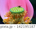咲いた蓮の緑の花托にとまるハナアブ 142195187
