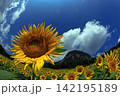 夏の雲を背に魚眼レンズで捉えたひまわり 142195189