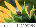 ひまわりの萼から顔を出すアマガエル 142195190
