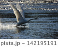 水面を蹴って飛び立つオオハクチョウ 142195191