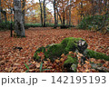 群馬県・照葉峡の渓流沿いに広がる紅葉 142195193
