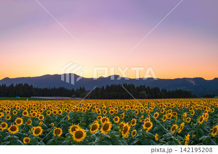 夕暮れのひまわり畑(津南ひまわり広場) 夕暮れのひまわり畑(津南ひまわり広場) 142195208