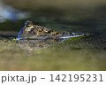 ミナミトビハゼ 142195231