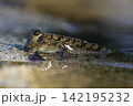 ミナミトビハゼ 142195232
