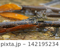 ミナミトビハゼ 142195234
