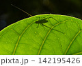 葉にとまる虫の影 142195426