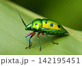 ナナホシキンカメムシ 142195451