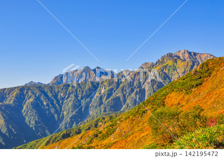 秋の快晴の朝 唐松岳の登山道沿いに色付いた高山植物と五竜岳から鹿島槍ヶ岳への山並み 142195472