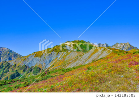 秋の快晴の朝 唐松岳の登山道沿いに色付いた高山植物と唐松岳や不帰嶮の山岳風景 秋の快晴の朝 唐松岳の登山道沿いに色付いた高山植物と唐松岳や不帰嶮の山岳風景 142195505