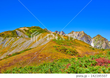 秋の快晴の朝 唐松岳の登山道沿いに色付いた高山植物と唐松岳や不帰嶮の山岳風景 142195507