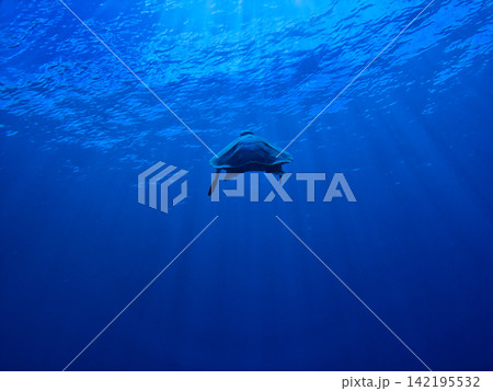 青い海とウミガメ 青い海とウミガメ 142195532