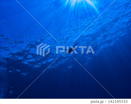 海中から見上げた太陽とウミガメ 海中から見上げた太陽とウミガメ 142195533