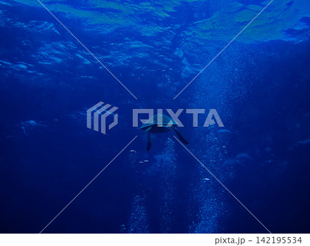 海を泳ぐウミガメと泡 海を泳ぐウミガメと泡 142195534
