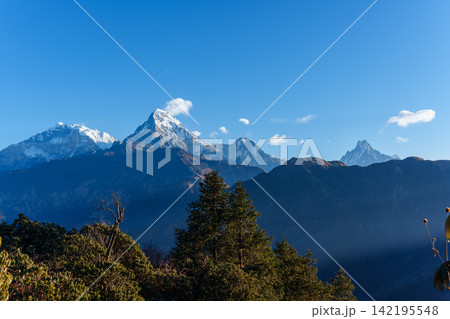 ネパールのプーンヒルトレッキング プーンヒルとゴレパニ間から望むアンナプルナ山群の絶景 ネパールのプーンヒルトレッキング プーンヒルとゴレパニ間から望むアンナプルナ山群の絶景 142195548