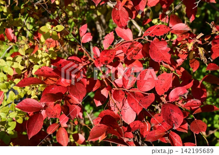 ブルーベリー(ツツジ科)スノキ属の紅葉 ブルーベリー(ツツジ科)スノキ属の紅葉 142195689