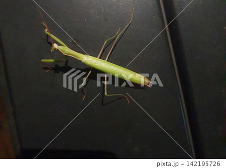 Large green praying mantis Mantis religiosa in a defense pose on a dark textured surface. Macro close-up photography 142195726