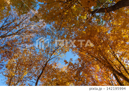 Autumn tree. Nature in fall season. Autumnal sunny day. Seasonal leaves on tree. Natural autumn leaves. Autumn beauty of nature. Fall season nature. Fall leaves of tree. Windy path 142195994