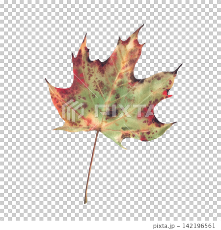 Autumn maple leaf green, yellow, red burgundy and golden coloured and long stem. Hand painted watercolor botanical illustration isolated from background Realistic fall forest foliage for seasonal card Autumn maple leaf green, yellow, red burgundy and golden coloured and long stem. Hand painted watercolor botanical illustration isolated from background Realistic fall forest foliage for seasonal card 142196561