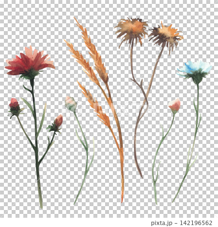 Autumn wildflowers set. Watercolor blue cornflower, red knapweed, teasel and golden wheat stems, hand painted realistic illustration isolated on white, botanical fall flowers for seasonal card, print. Autumn wildflowers set. Watercolor blue cornflower, red knapweed, teasel and golden wheat stems, hand painted realistic illustration isolated on white, botanical fall flowers for seasonal card, print. 142196562