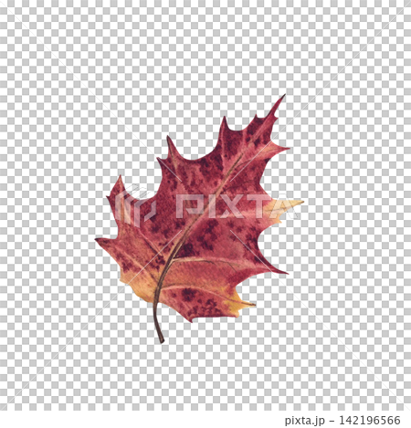 Autumn leaf watercolor hand painted in red, burgundy, crimson and golden yellow colours. Realistic natural botanical illustration isolated from background. October fall forest foliage element. Autumn leaf watercolor hand painted in red, burgundy, crimson and golden yellow colours. Realistic natural botanical illustration isolated from background. October fall forest foliage element. 142196566