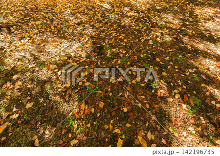 Yellow Ginkgo Trees in Autumn Yellow Ginkgo Trees in Autumn 142196735