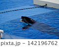 プールで口を開けて待つシャチ 142196762