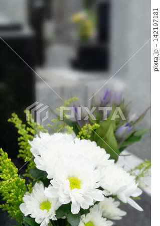 白い菊の花 お墓に添えられた仏花 墓前 お墓参り お彼岸 お盆 白い菊の花 お墓に添えられた仏花 墓前 お墓参り お彼岸 お盆 142197181