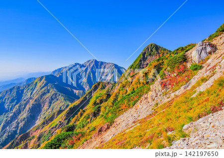 秋の快晴の朝 唐松岳の登山道から色付いた山肌越しに望む後立山連峰の名峰五竜岳 秋の快晴の朝 唐松岳の登山道から色付いた山肌越しに望む後立山連峰の名峰五竜岳 142197650
