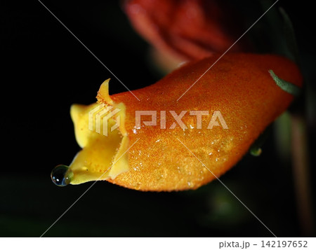 水滴が光る鮮やかなオレンジと黄色の花 水滴が光る鮮やかなオレンジと黄色の花 142197652