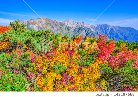 秋の快晴の朝 唐松岳の登山道沿いに彩る紅葉と向こうに望む白馬岳方面の山並み 秋の快晴の朝 唐松岳の登山道沿いに彩る紅葉と向こうに望む白馬岳方面の山並み 142197669