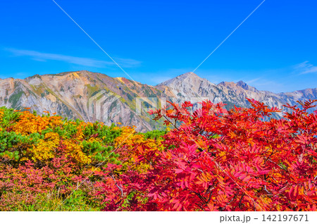 秋の快晴の朝 唐松岳の登山道沿いに彩る紅葉と向こうに望む白馬岳方面の山並み 142197671