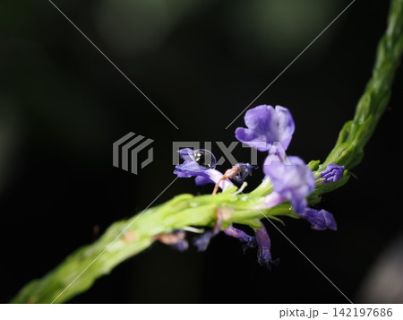 青紫の花に煌めく透明な水滴 青紫の花に煌めく透明な水滴 142197686