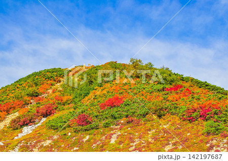 秋の快晴の朝 唐松岳の登山道から快晴の青空のもとに望む色とりどりの植物と山肌 秋の快晴の朝 唐松岳の登山道から快晴の青空のもとに望む色とりどりの植物と山肌 142197687