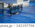 水族館のプールを泳ぐ鯱 142197708