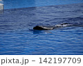 ゆっくりとプールを泳ぐ黒い鯱 142197709