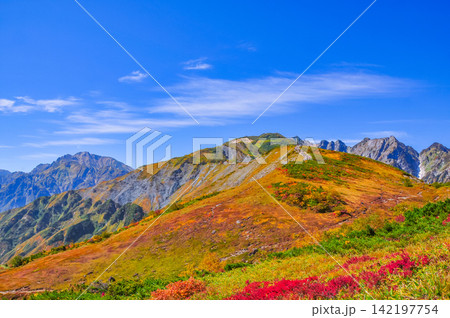 秋の快晴の朝 唐松岳の登山道から快晴の青空のもとに望む色とりどりの植物と山肌 142197754