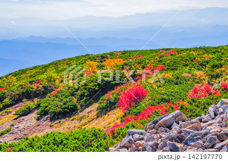秋の快晴の朝 唐松岳の登山道沿いに色付いた高山植物と遠方に霞む雄大な山並みの風景 142197770