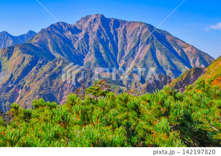 秋の快晴の朝 唐松岳の登山道から快晴の青空のもとに望む五竜岳方面の山並み 142197820