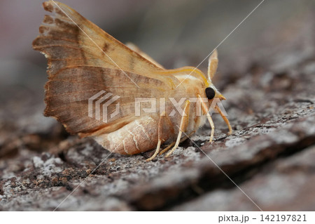 Closeup on a yellow brown Dusky Thorn moth, Ennomos fuscantaria on a peice of wood 142197821