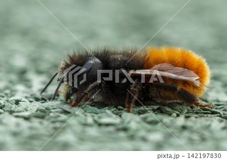 Close-up of vibrant colored and fluffy, cute female European orchard or mason bee , Osmia cornuta insect with black and orange fur 142197830