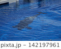 水族館のプールの中を泳ぐ大きな鯱 142197961