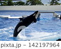 ジャンプする水族館の鯱 142197964