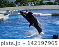 背面ジャンプする水族館のシャチ 142197965