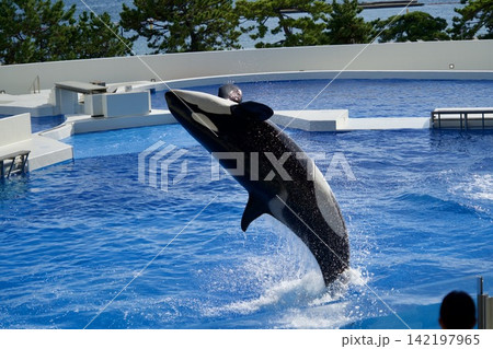 背面ジャンプする水族館のシャチ 背面ジャンプする水族館のシャチ 142197965